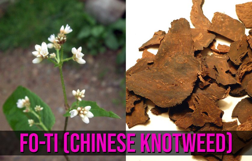 Chinese knotweed, or fo-ti - this cute little plant's roots (right) are dried and milled into a powder with tons of health benefits